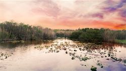 Florida Everglades