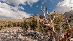 Nevada Great Basin Natl. Park