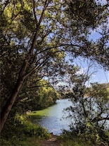 lake chabot portrait view from underbrush