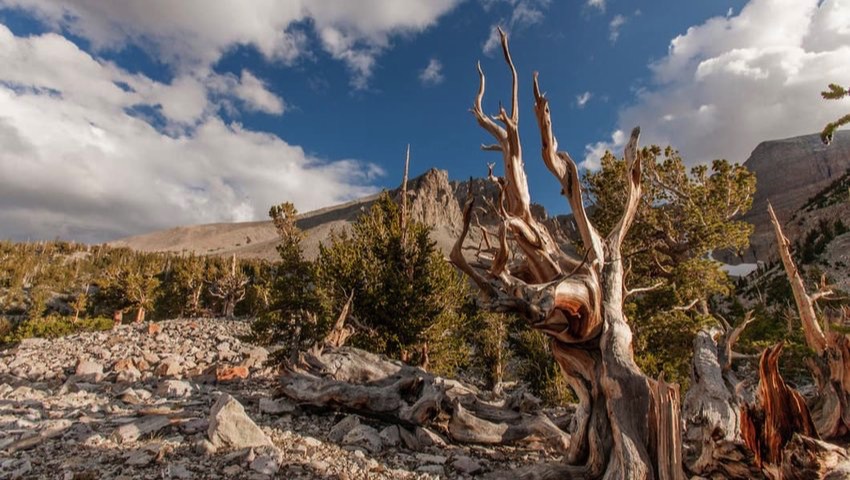 Nevada Great Basin